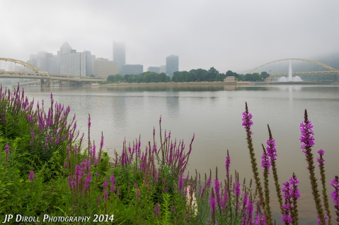 Summer blooms along the North Shore provide a nice contrast to the fog blanketing the city.